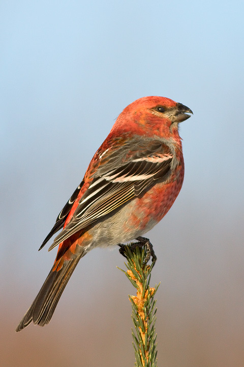Pine Grosbeak