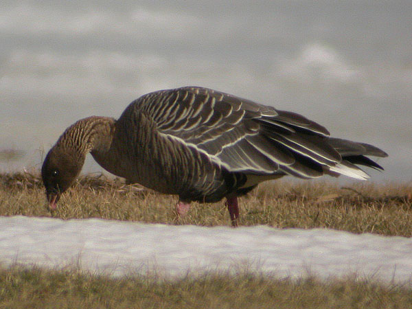 Pinkfooted Goose