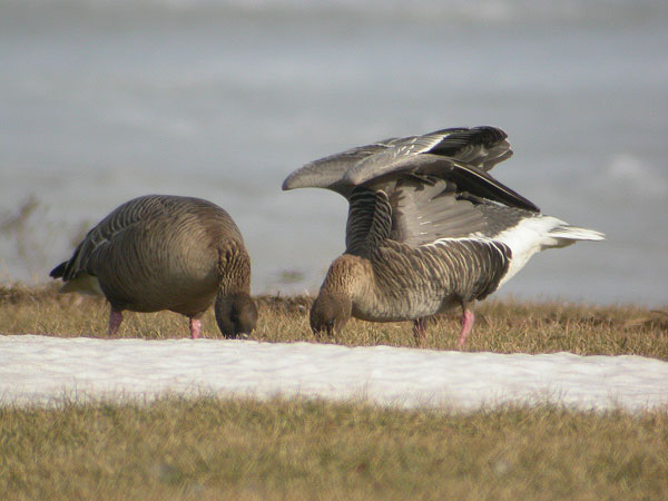 Pinkfooted Goose