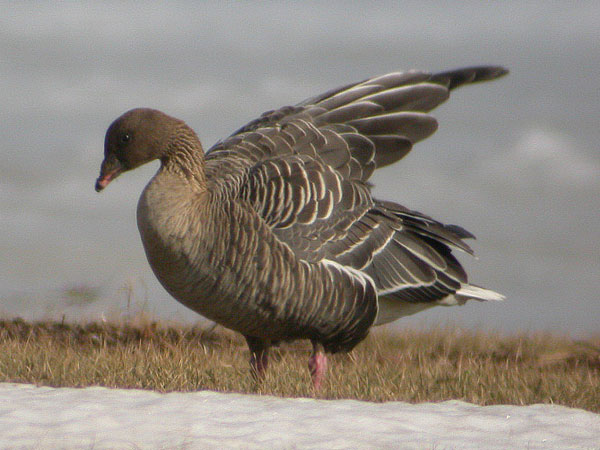 Pinkfooted Goose