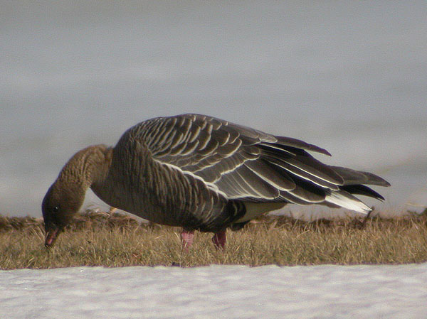 Pinkfooted Goose
