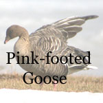 Pink-footed Goose