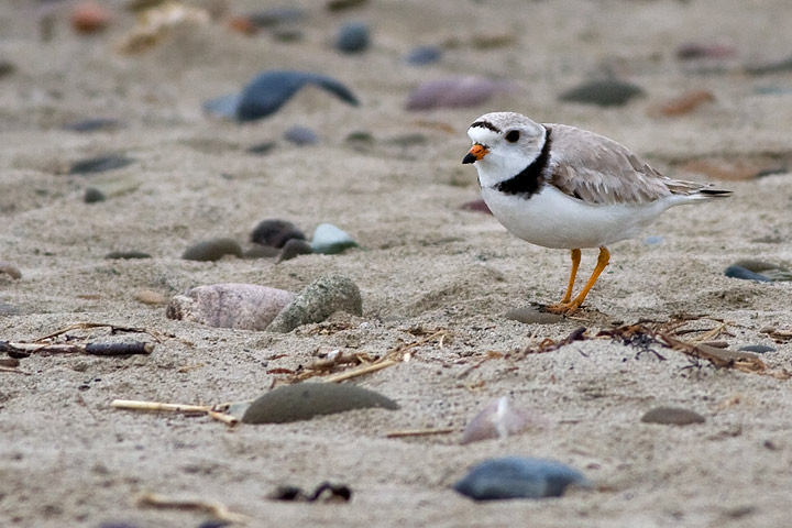 Piping Plover
