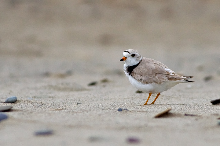 Piping Plover