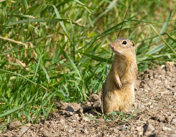 Prairie Dog