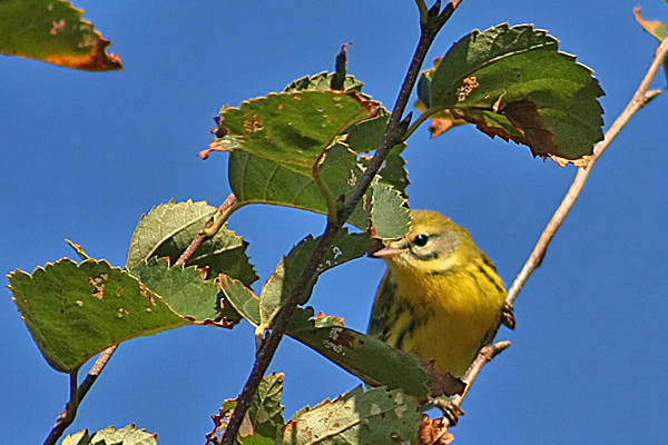 Prairie Warbler