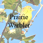 Prairie Warbler