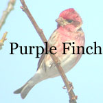 Purple Finch