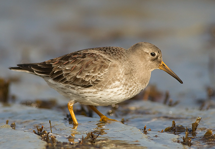 Purple Sandpiper