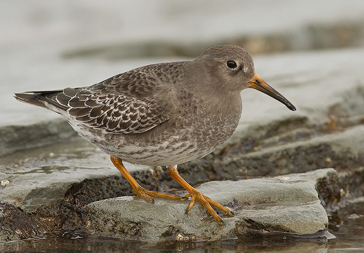 Purple Sandpiper