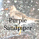 Purple Sandpiper