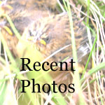 Recent Photos