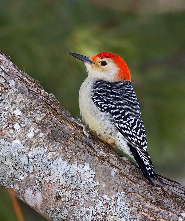 Red-bellied Woodpecker