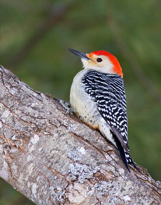 Red-bellied Woodpecker