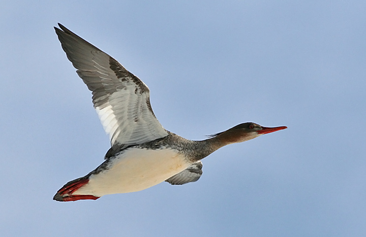 Red-breasted Merganser