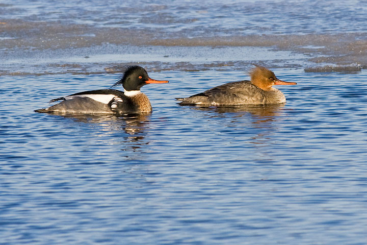 Red-breasted Merganser