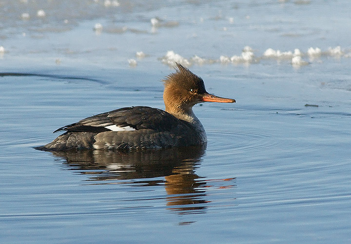 Red-breasted Merganser