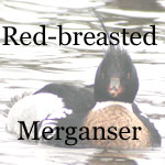 Red-breasted Merganser
