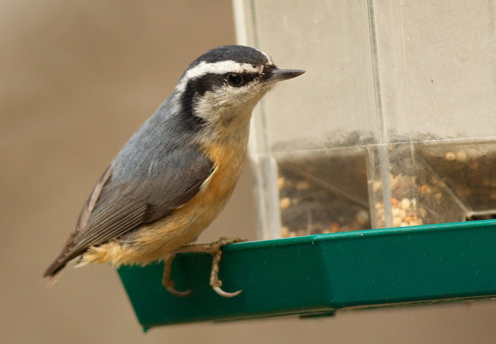 Red-breasted Nuthatch