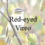 Red-eyed Vireo