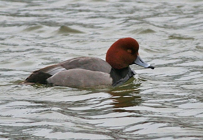 Redhead