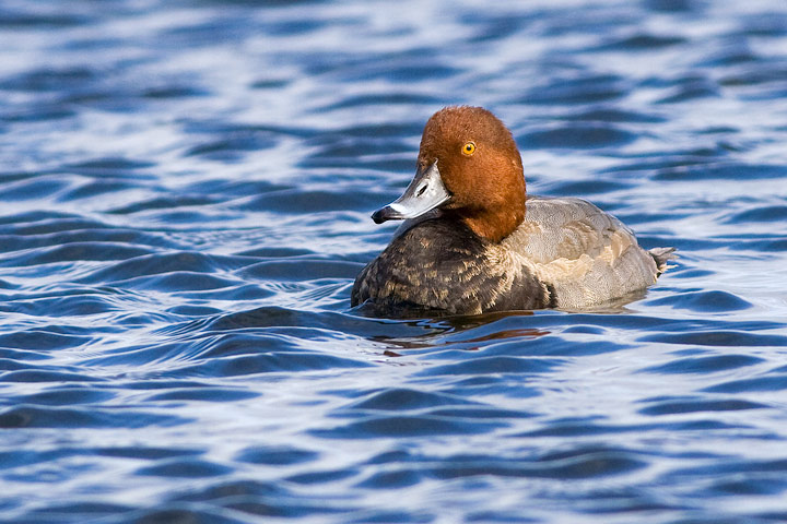 Redhead