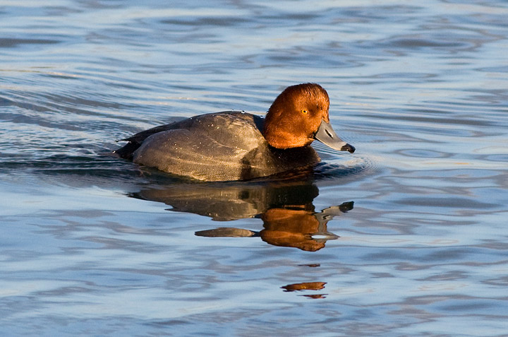 Redhead
