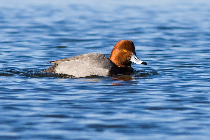 Redhead