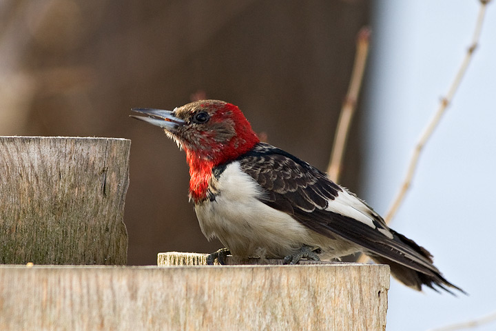 Red-headed Woodpecker