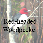 Red-headed Woodpecker