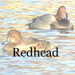 Redhead