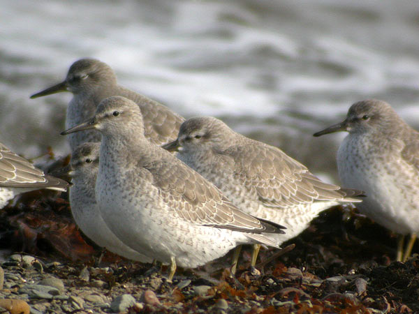 Red Knot