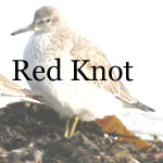 Red Knot