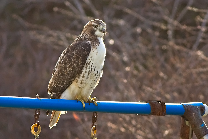 Red-tailed Hawk