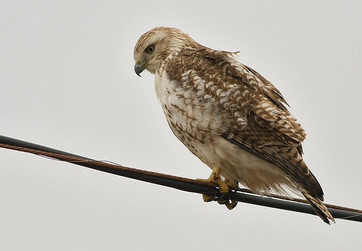Red-tailed Hawk