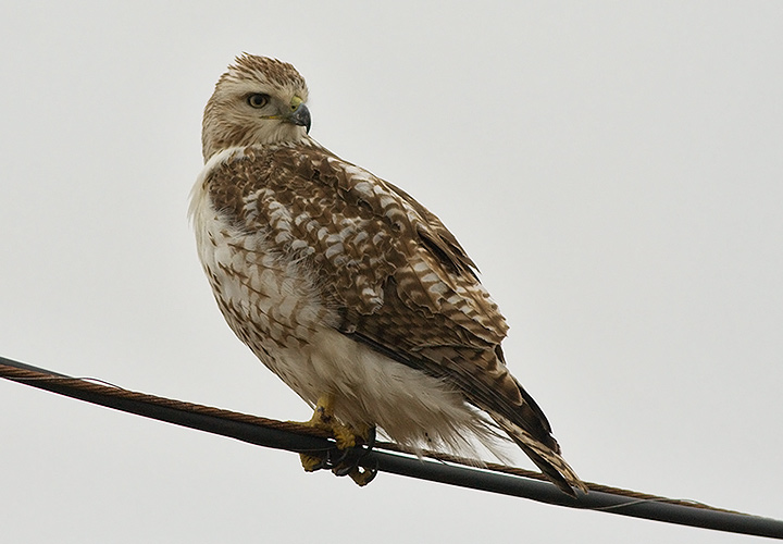 Red-tailed Hawk