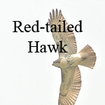 Red-tailed Hawk