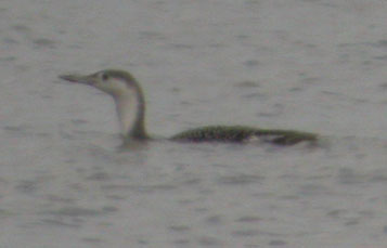 Red-throated Loon