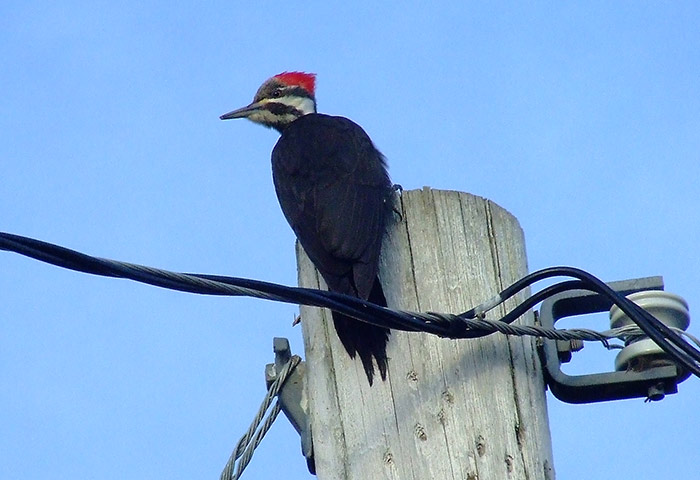Pileated Woodpecker