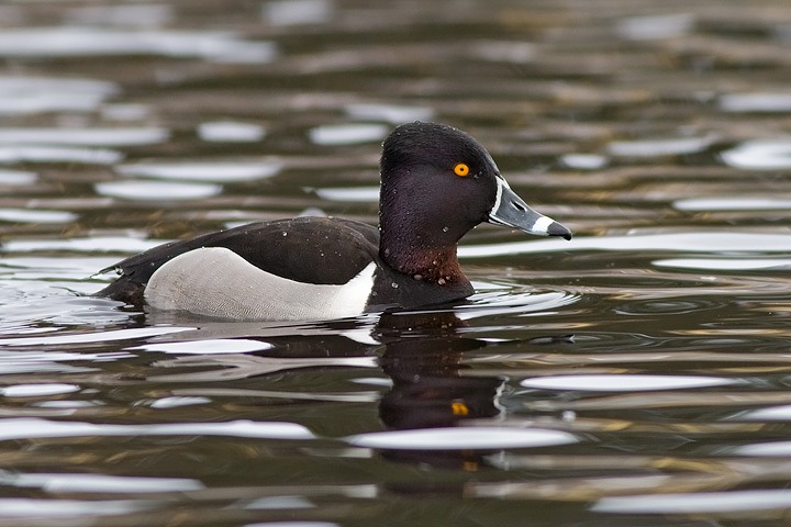 Ring-necked Duck