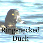 Ring-necked Duck