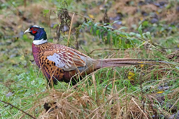 Ring-necked Pheasant