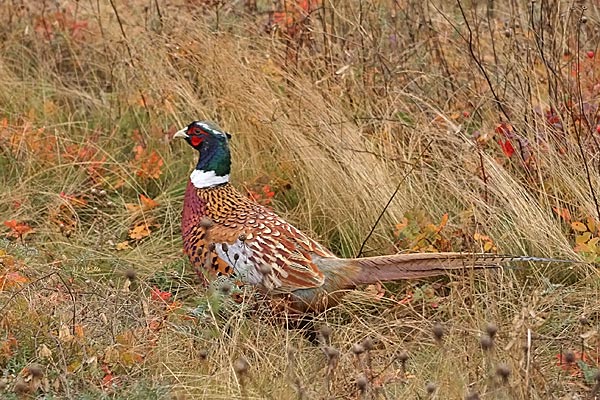 Ring-necked Pheasant