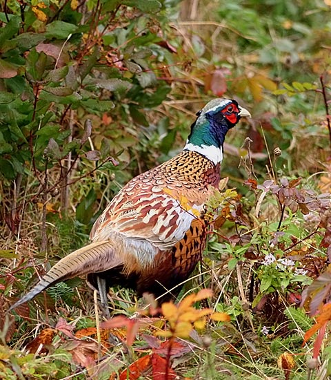 Ring-necked Pheasant