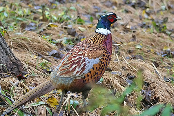 Ring-necked Pheasant
