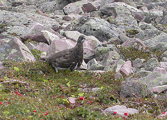 Rock Ptarmigan
