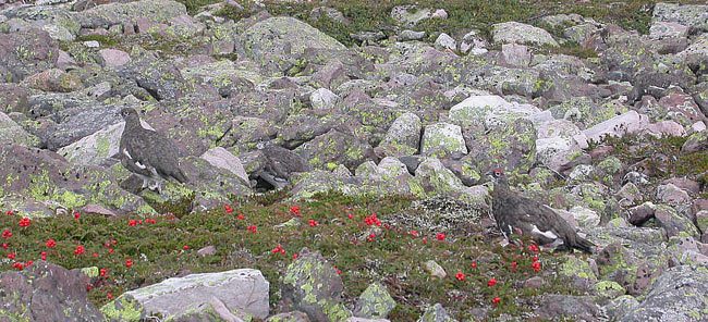 Rock Ptarmigan