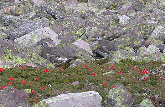 Rock Ptarmigan