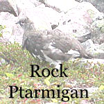 Rock Ptarmigan