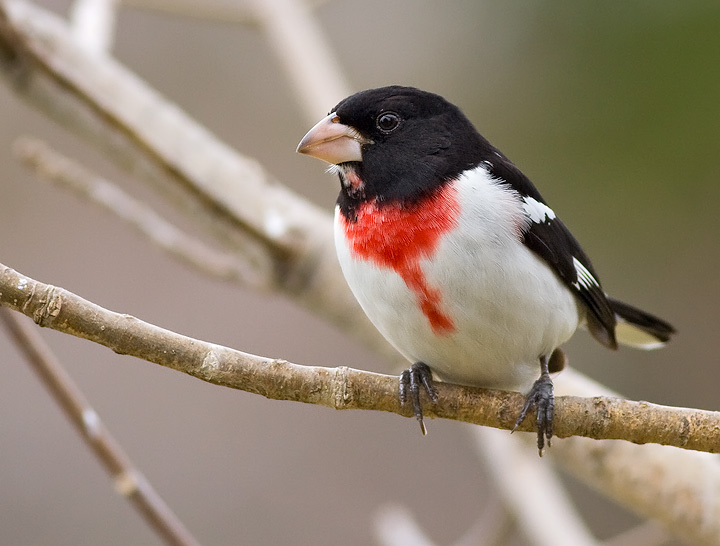 Rose-breasted Grosbeak